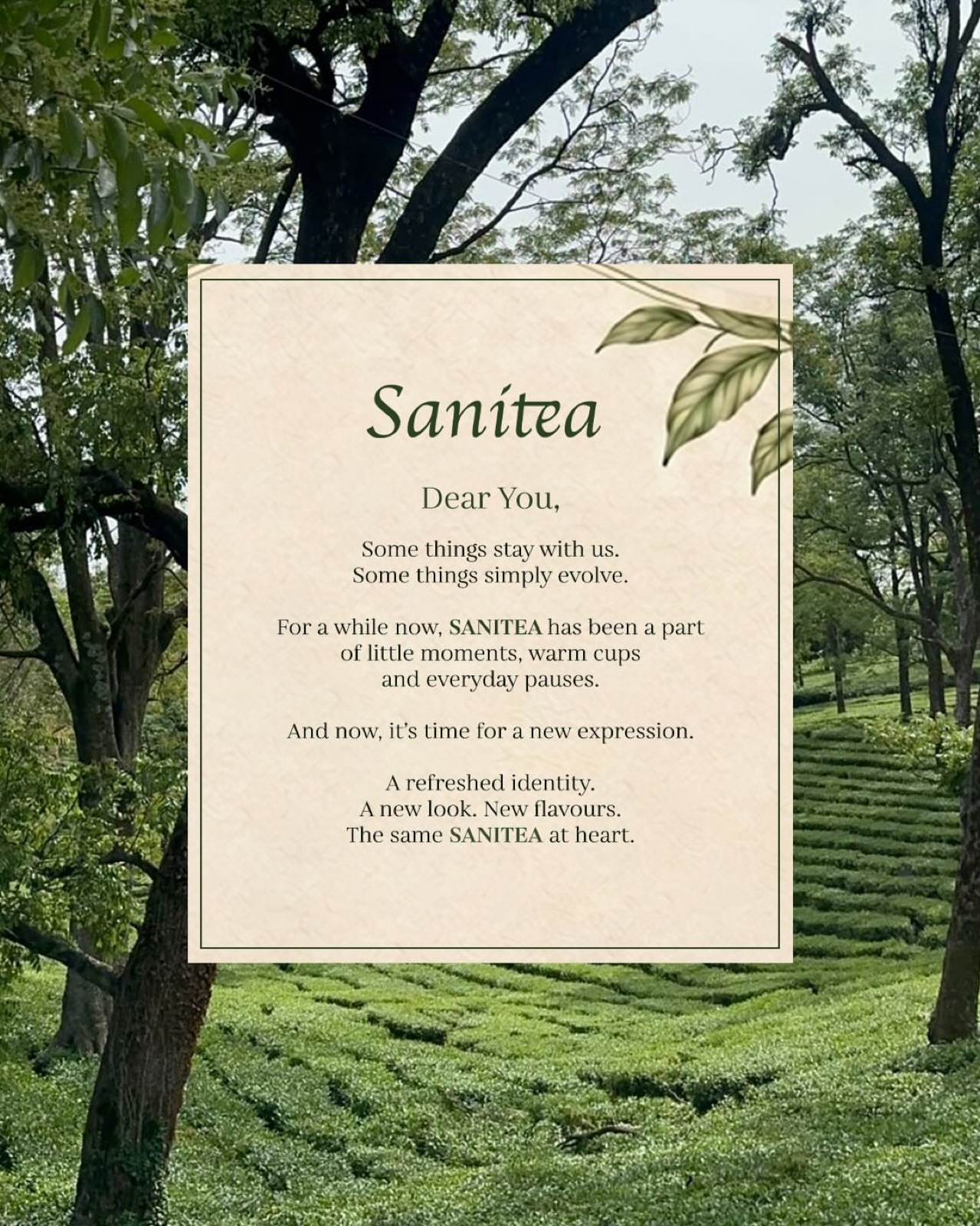 A letter from Sanitea set against the Kangra tea gardens